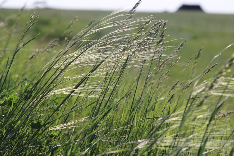 Porcupinegrass photo 2
