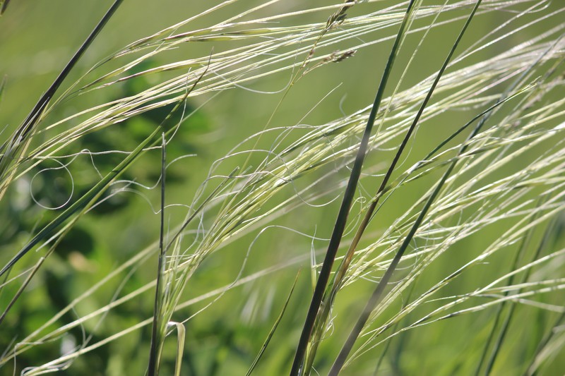 Porcupinegrass
