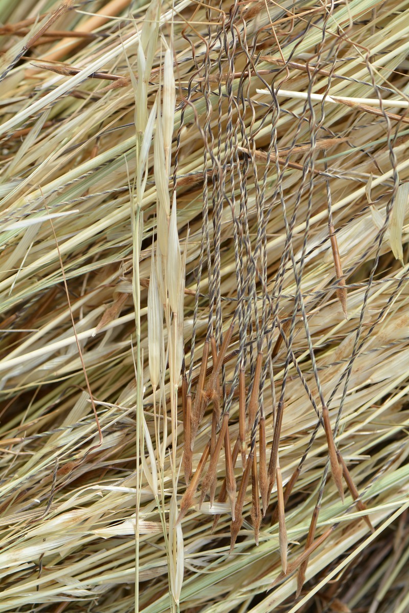 Porcupinegrass photo 3