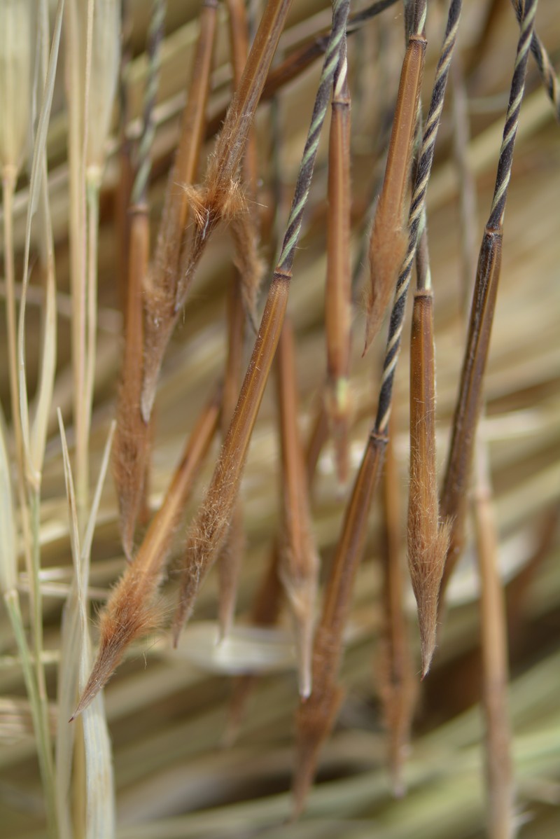 Porcupinegrass photo 4