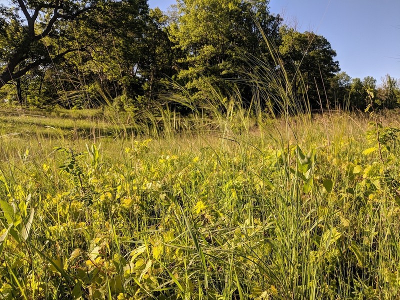 Porcupinegrass