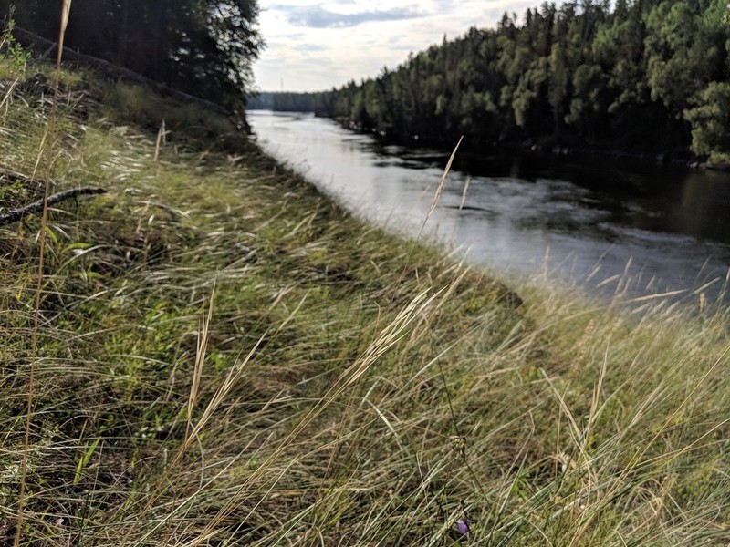 Porcupinegrass photo 2