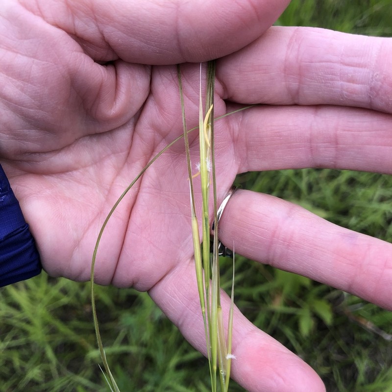 Porcupinegrass photo 3