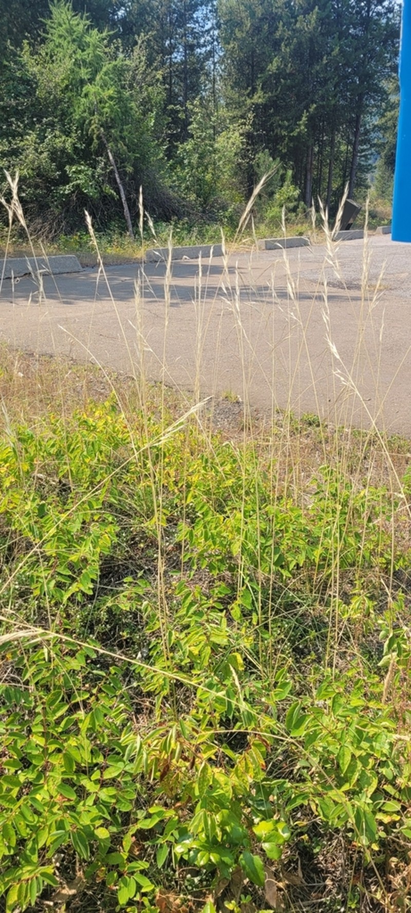 Porcupinegrass photo 4
