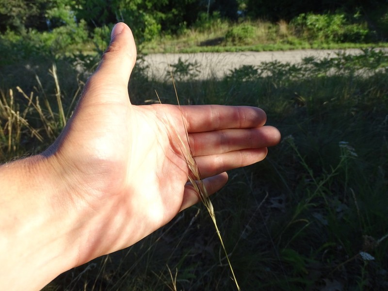 Porcupinegrass photo 5