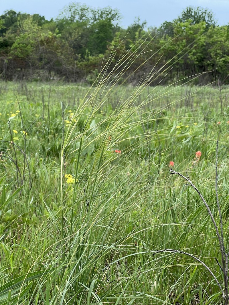 Porcupinegrass photo 6