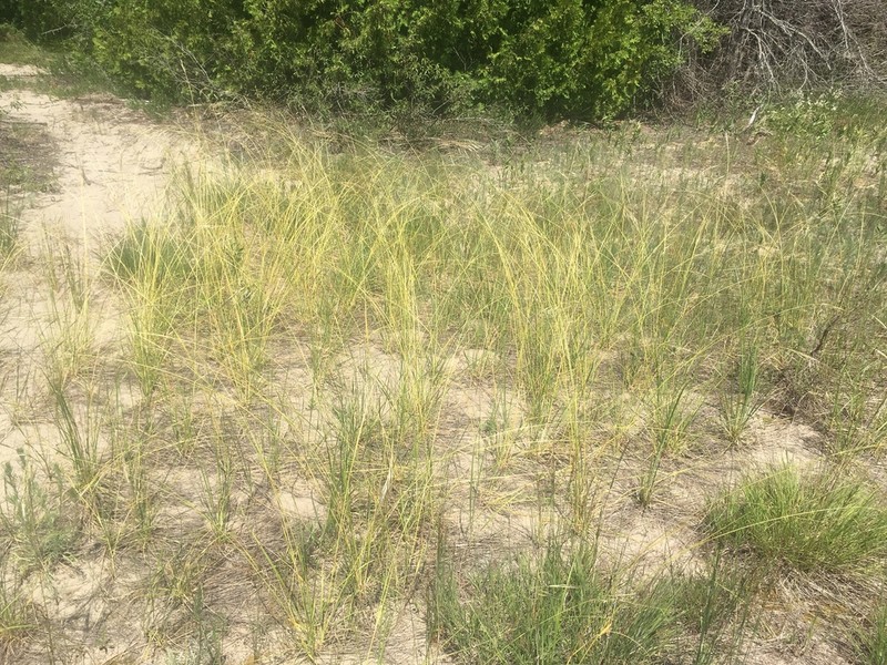 Porcupinegrass photo 7