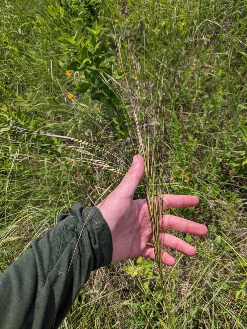 Porcupinegrass photo 8