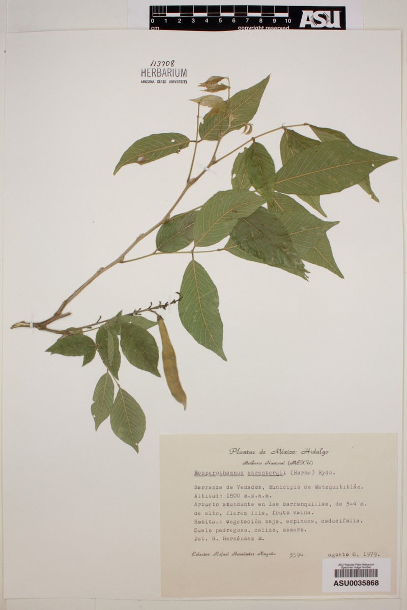 Hesperothamnus ehrenbergii photo 2