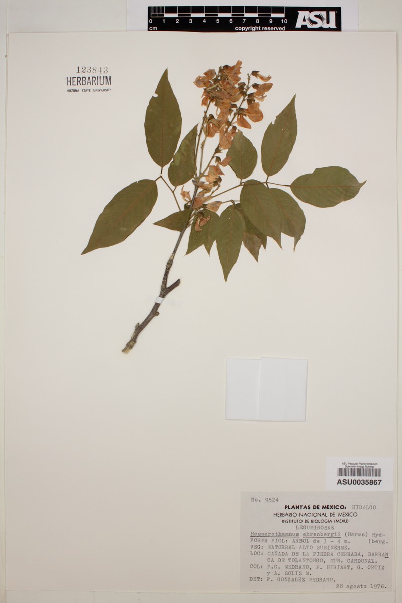 Hesperothamnus ehrenbergii photo 3