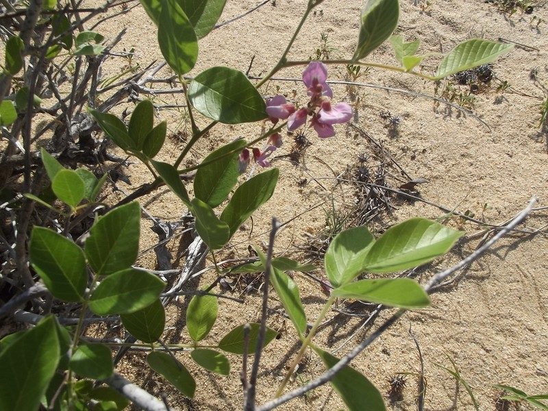 Hesperothamnus littoralis