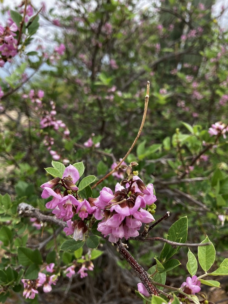 Hesperothamnus littoralis photo 2