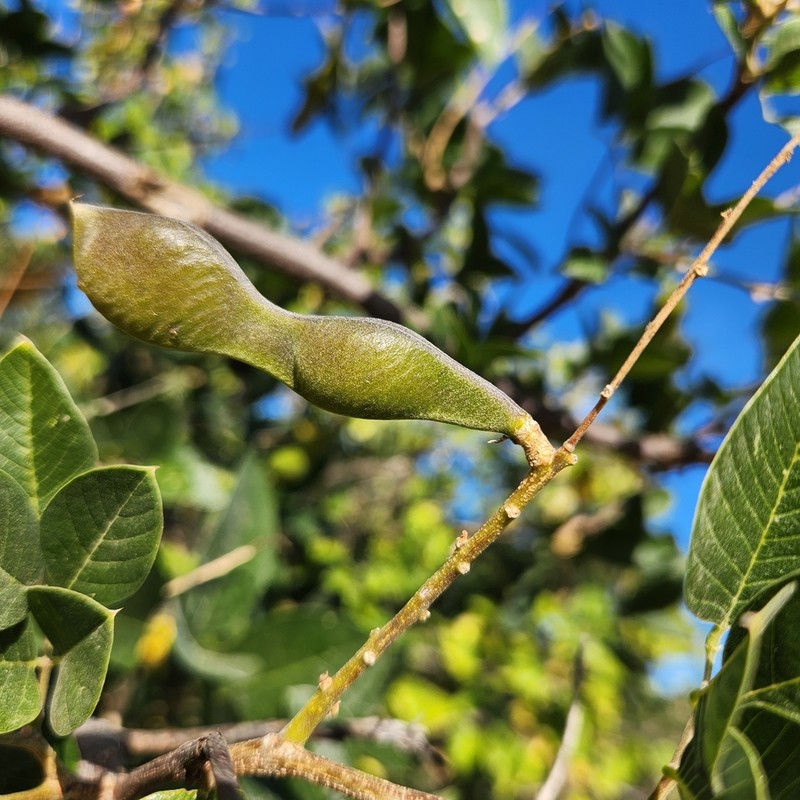 Hesperothamnus littoralis photo 3