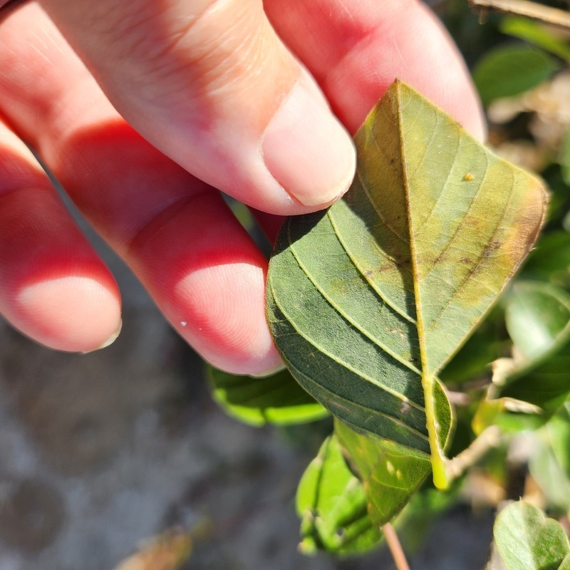 Hesperothamnus littoralis photo 4