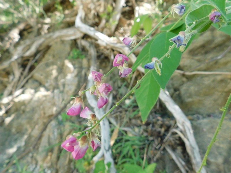 Hesperothamnus littoralis photo 5