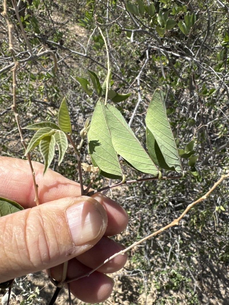 Hesperothamnus littoralis photo 7