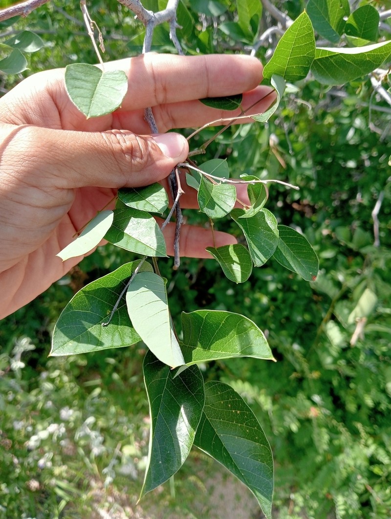 Hesperothamnus littoralis photo 8