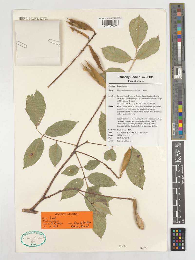 Hesperothamnus pentaphyllus
