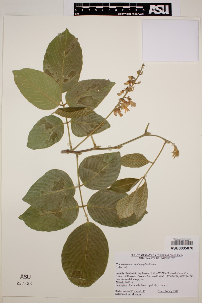 Hesperothamnus pentaphyllus photo 2