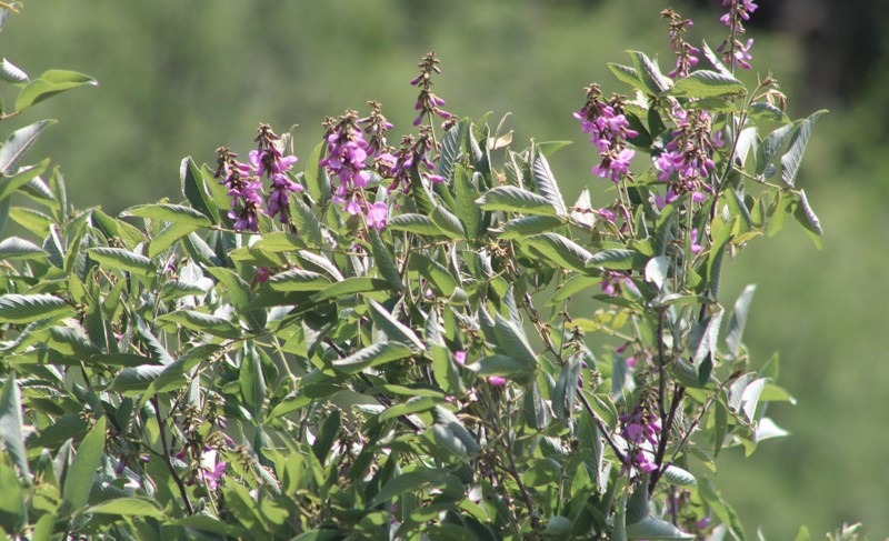 Hesperothamnus purpusii
