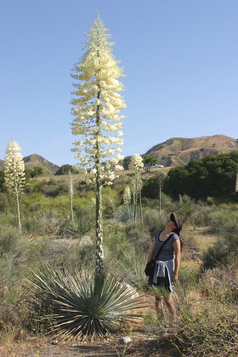 Newberry's Yucca photo 2