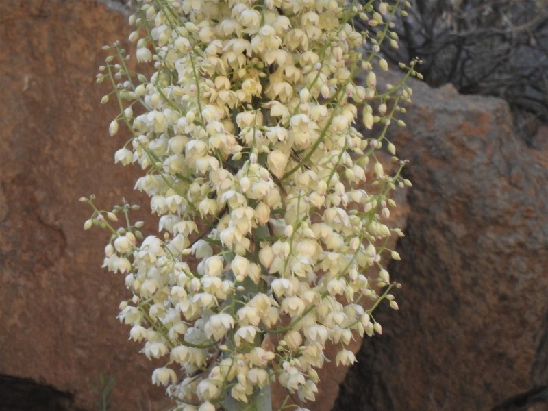 Newberry's Yucca