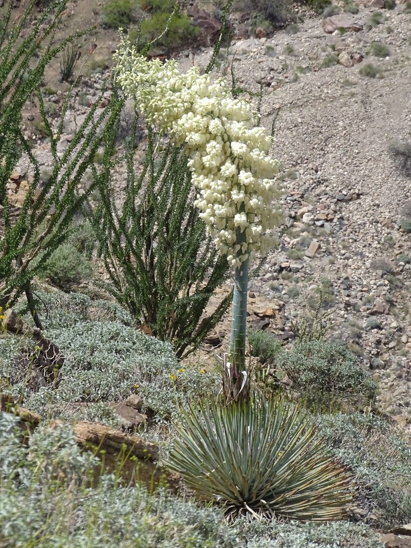Newberry's Yucca photo 2
