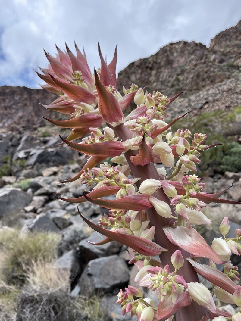 Newberry's Yucca photo 3