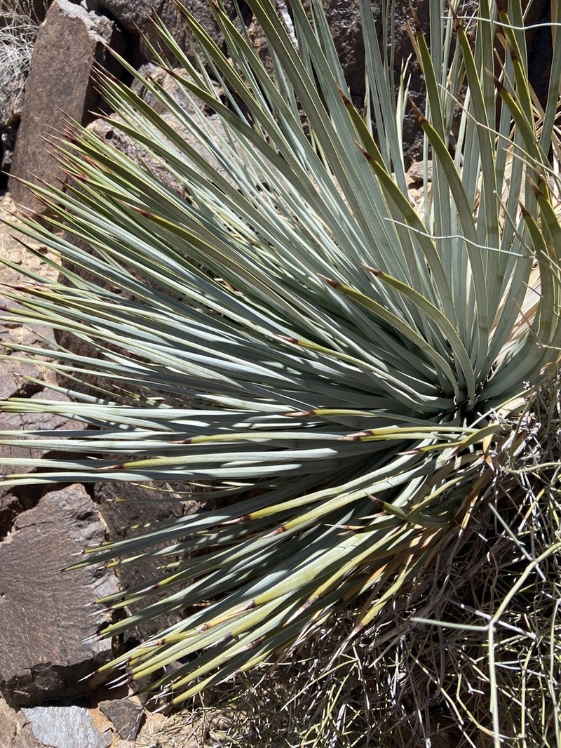 Newberry's Yucca photo 4