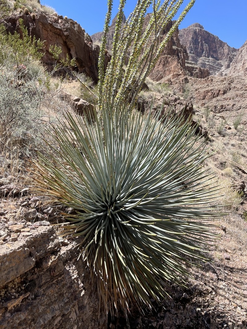 Newberry's Yucca photo 5