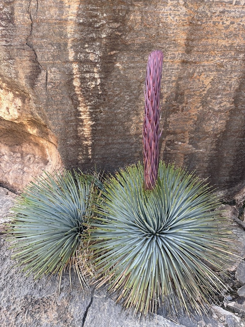 Newberry's Yucca photo 6