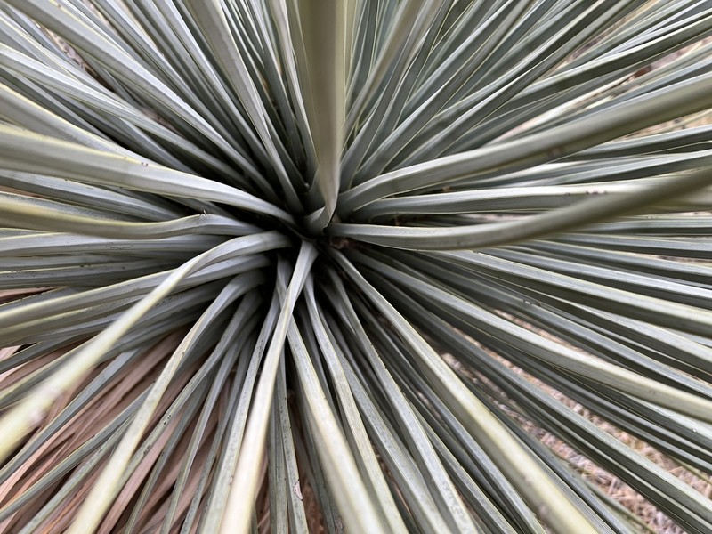 Newberry's Yucca photo 7