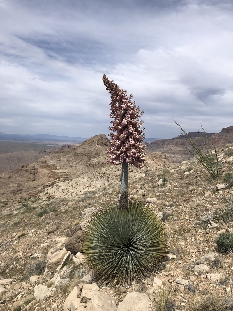 Newberry's Yucca photo 8