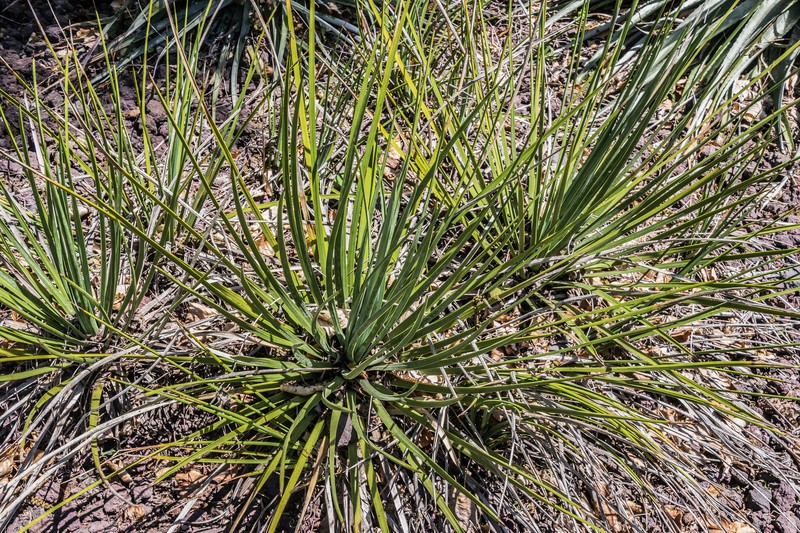 Chaparral Yucca photo 2