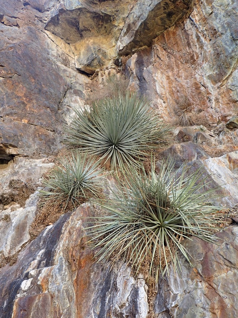 Chaparral Yucca photo 3