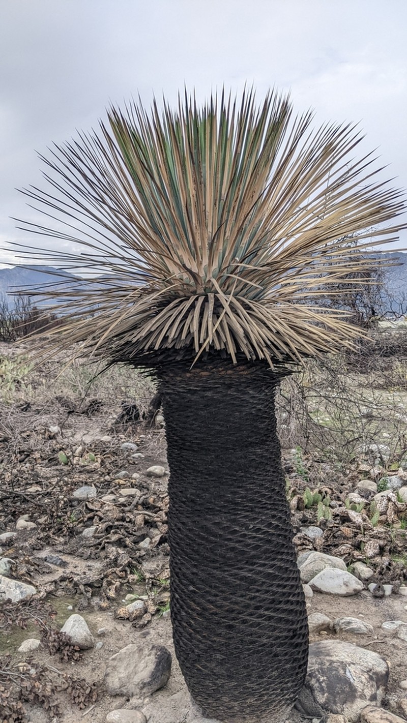 Chaparral Yucca