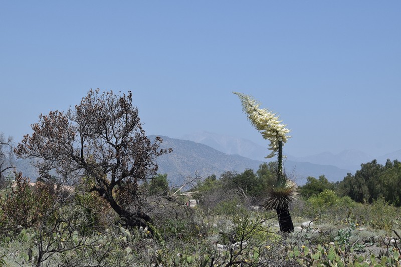Chaparral Yucca photo 2