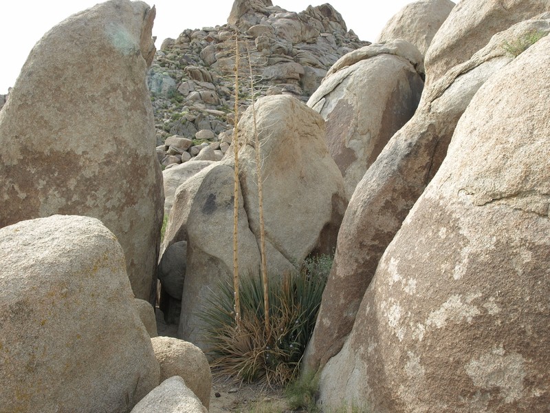 Chaparral Yucca photo 3