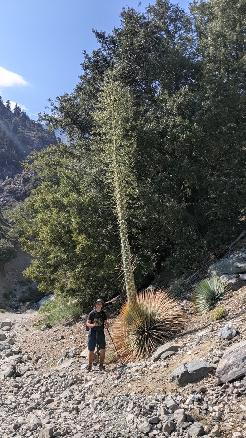 Chaparral Yucca photo 4