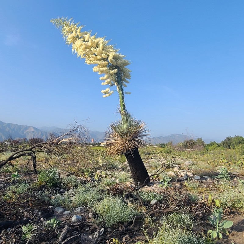Chaparral Yucca photo 5