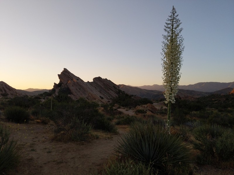 Chaparral Yucca photo 6