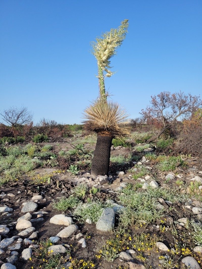 Chaparral Yucca photo 8
