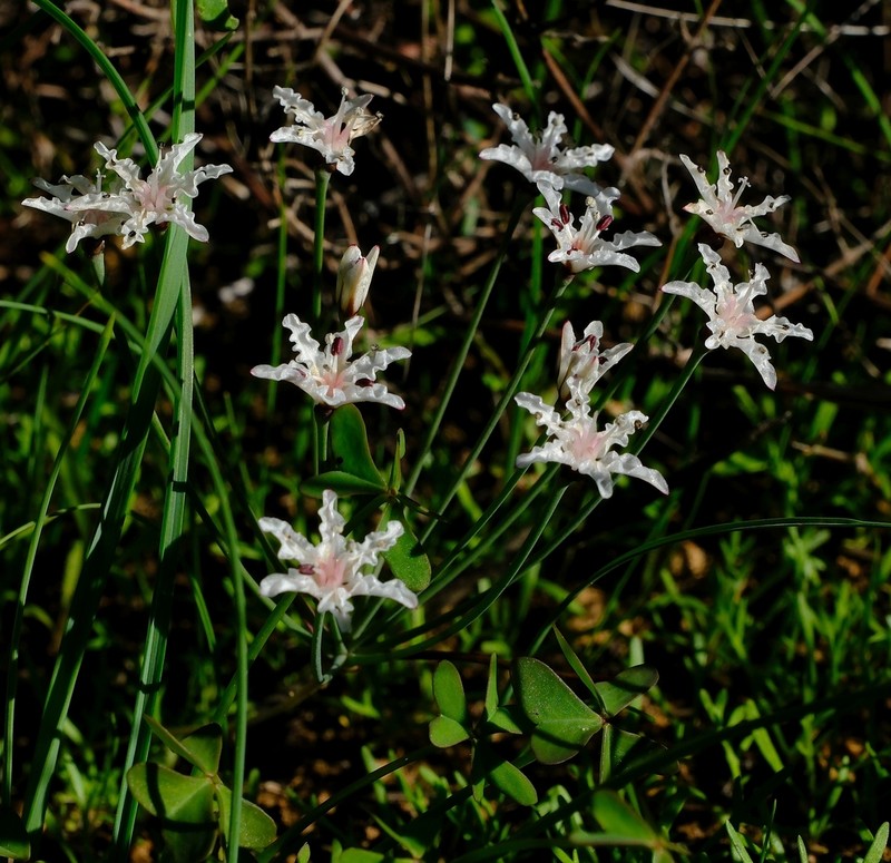 Hessea pallida