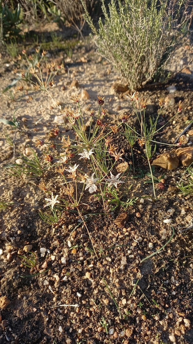 Hessea pallida photo 2
