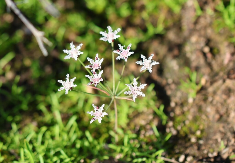 Hessea pallida photo 5