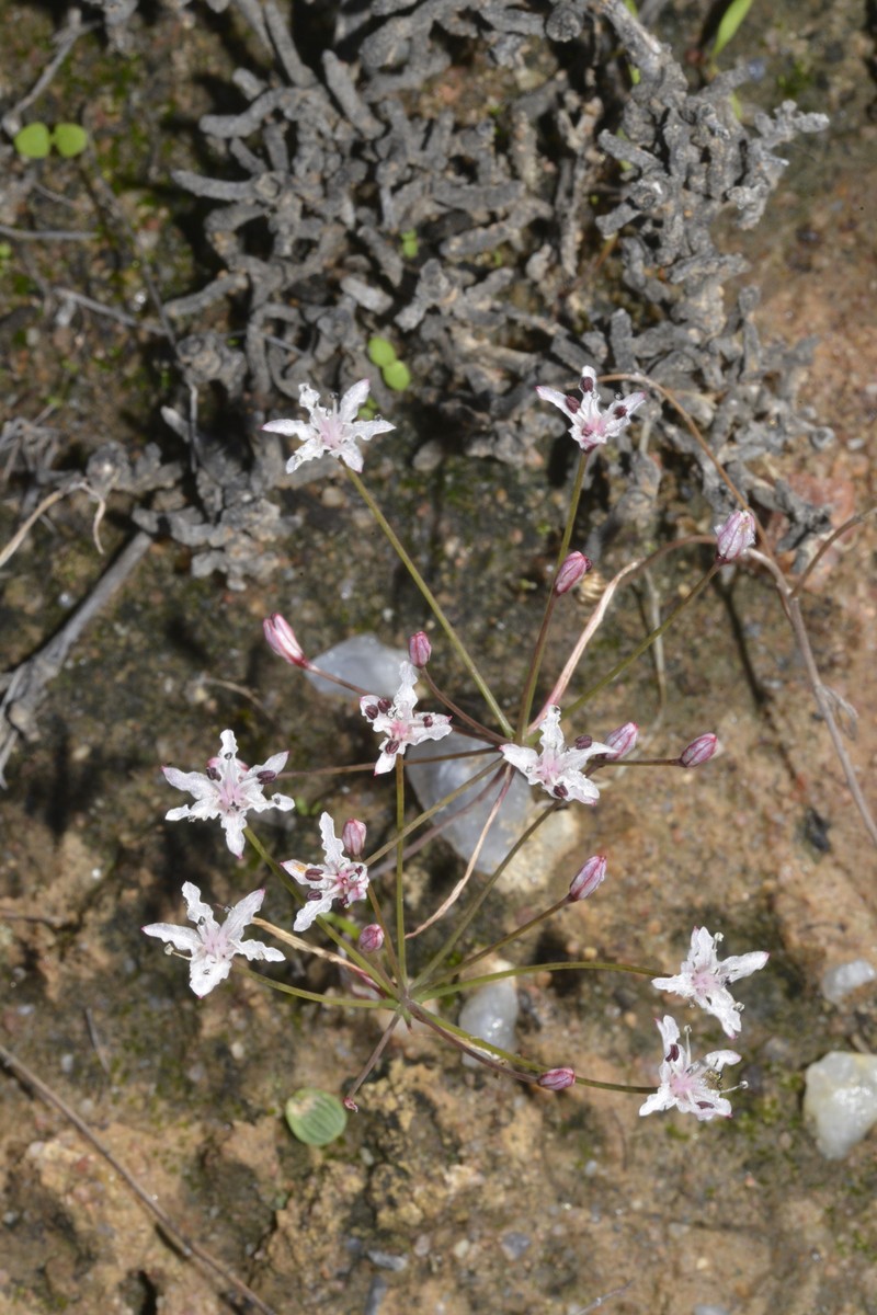 Hessea pallida photo 6
