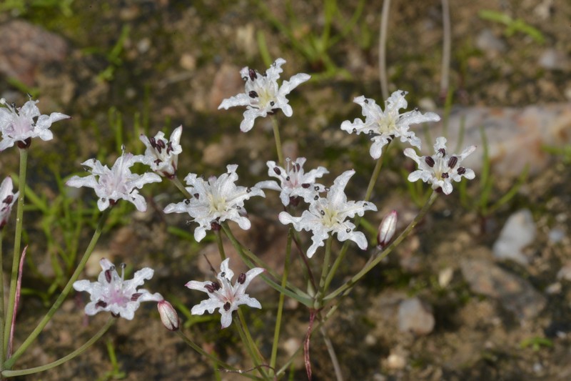 Hessea pallida photo 7