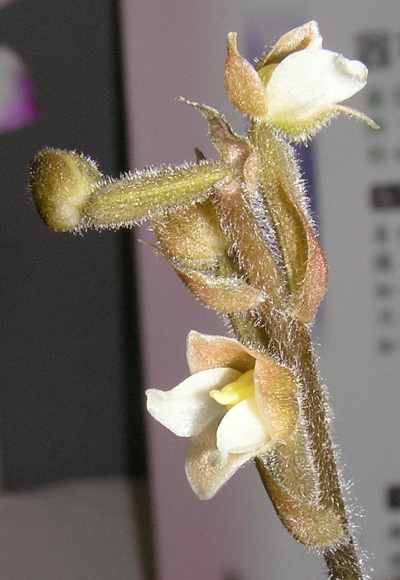 Hairy Jewel Orchid photo 4