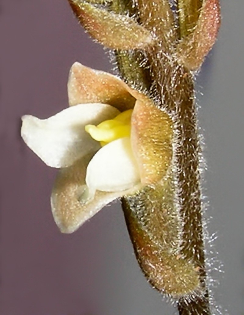 Hairy Jewel Orchid photo 5