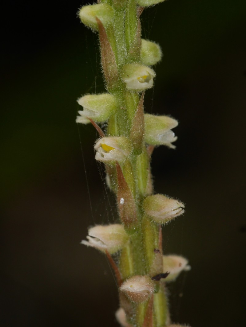 Hairy Jewel Orchid photo 6